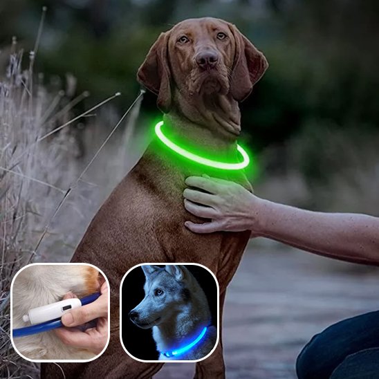 Collier lumineux chien re-coupable