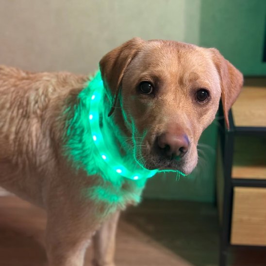Collier lumineux chien vert
