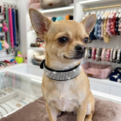 Collier Petit Chien noir magasin