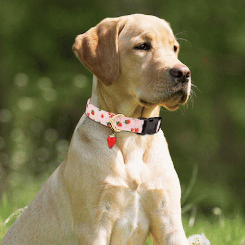 Collier pour chien élégant confortable