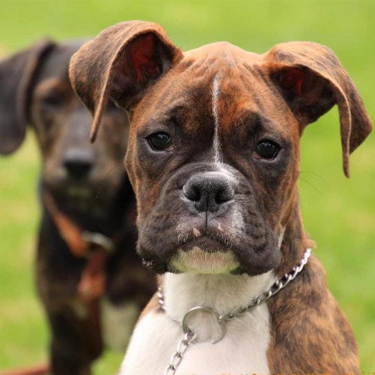 collier pour chien acier inoxydable deux chiens