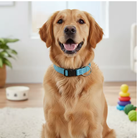 Collier pour chien ajustable nylon