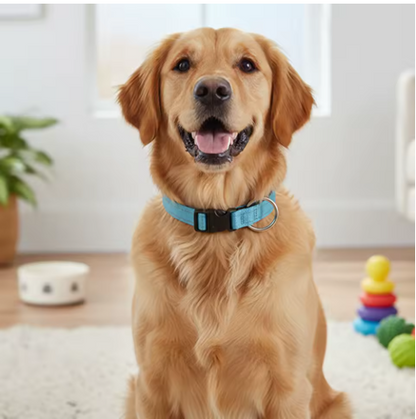 Collier pour chien ajustable nylon