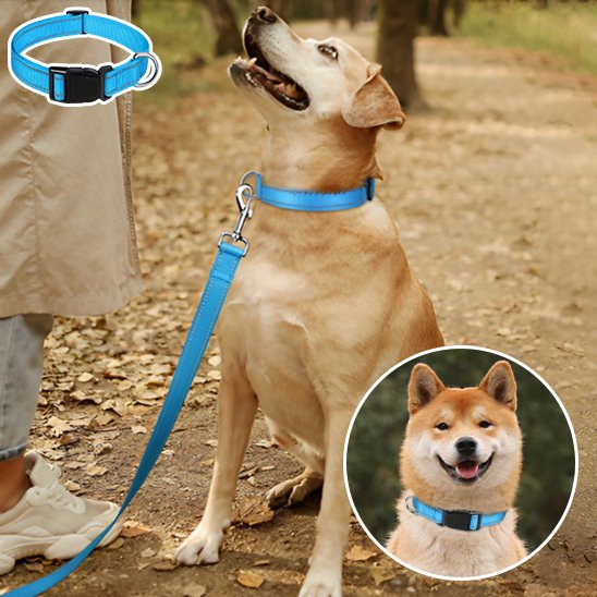 Collier pour chien anneau métallique