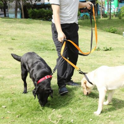 Collier pour chien double collier