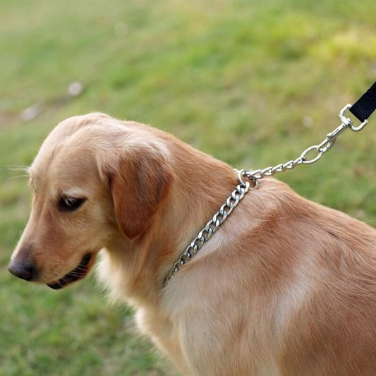 collier pour chien inoxydable