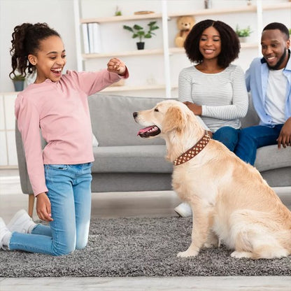 collier pour chien labrador famille