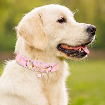 collier pour chien love rose
