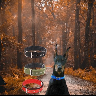 Collier pour chien nylon ajustable