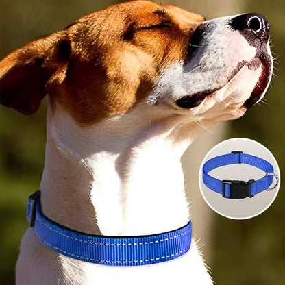 Collier pour chien nylon attache rapide