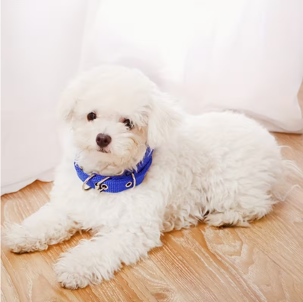 Collier pour chien nylon bleu