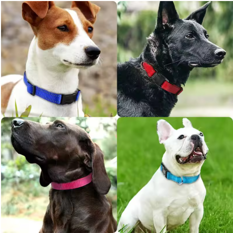 Collier pour chien nylon différent chien