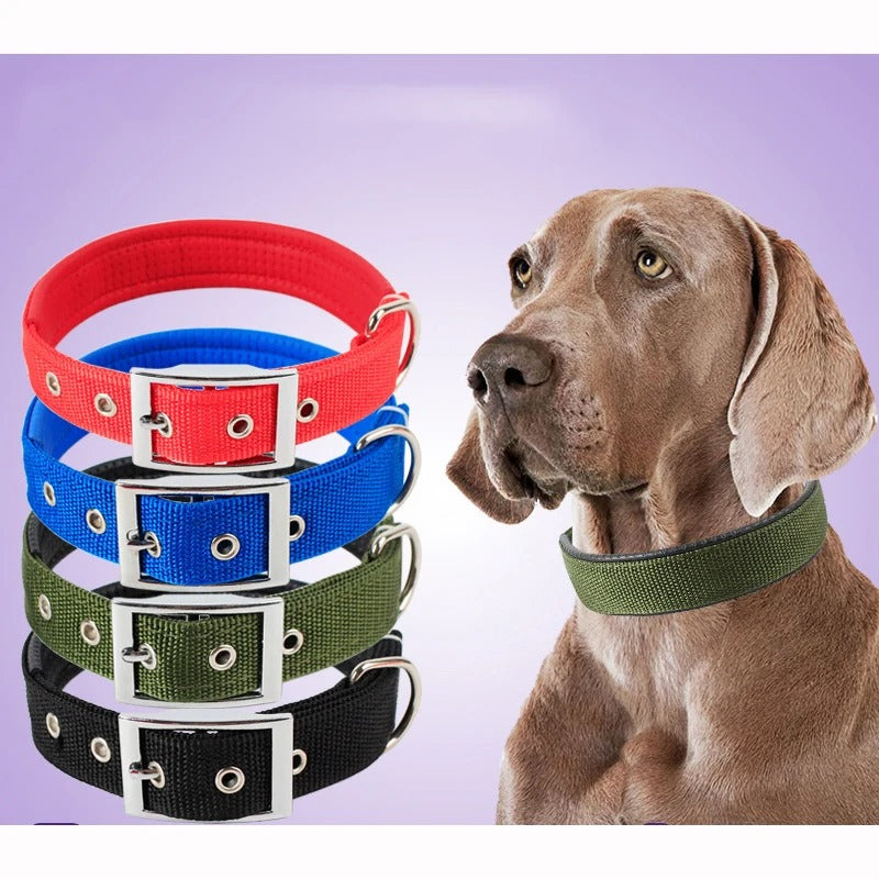 Collier pour chien nylon palette couleurs