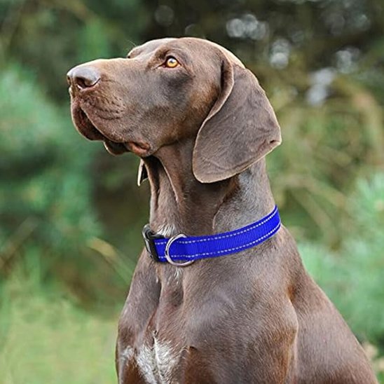 Collier pour chien nylon réfléchissant