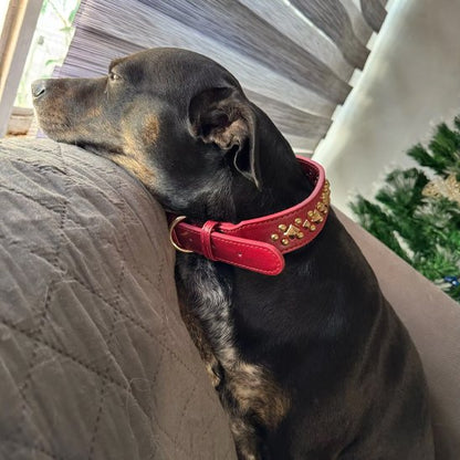 collier pour chien or antique chien regarde fenetre calmement