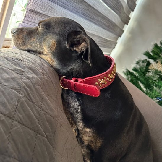 collier pour chien or antique chien regarde fenetre