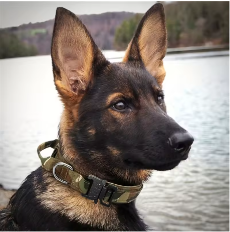 collier pour chien protecteur camouflage