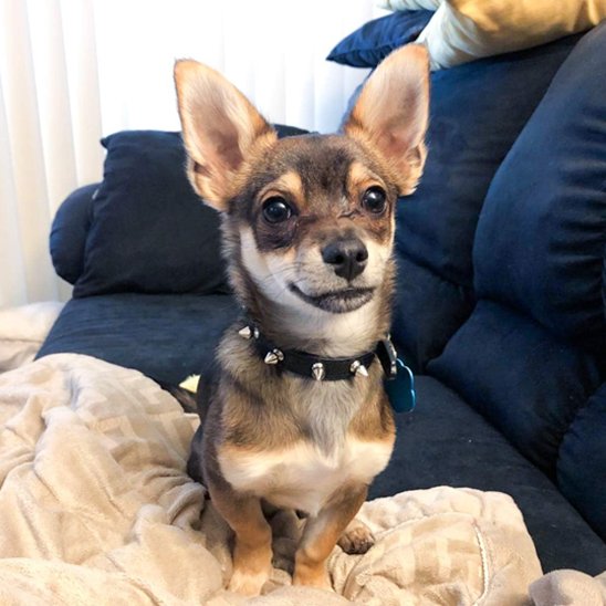 collier pour chien punk chien assis canape