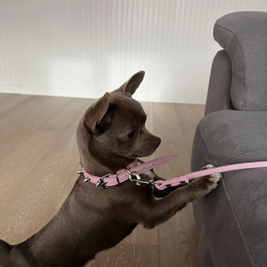 collier pour chien punk rose