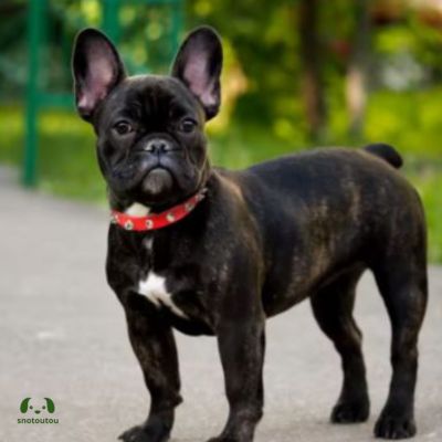 collier pour chien punk rouge