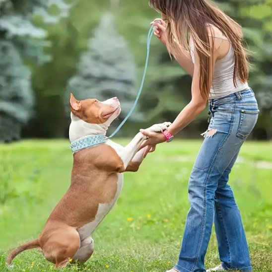 collier pour chien punkrock bleu ciel