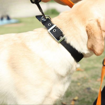 Collier pour chien réglable nylon noir