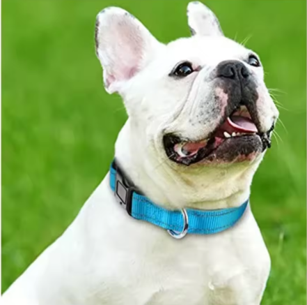 Collier pour chien rembourrage confortable