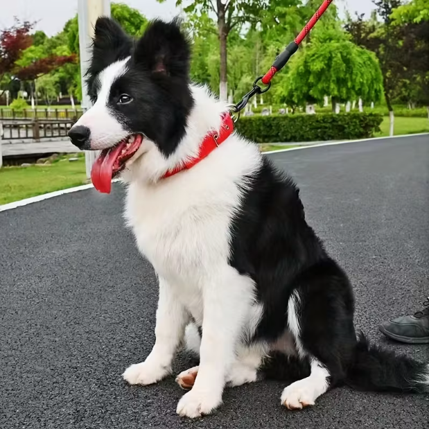 Collier pour chien rouge nylon