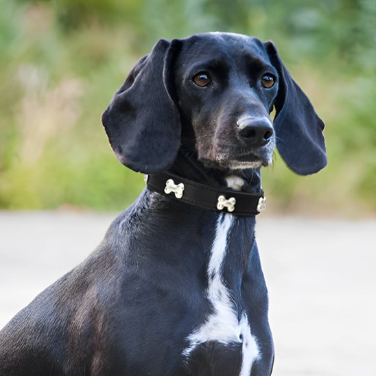 collier pour chien santos noir deuxiemes