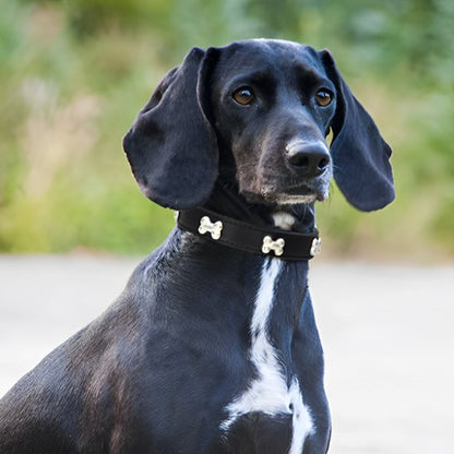 collier pour chien santos noir deuxiemes