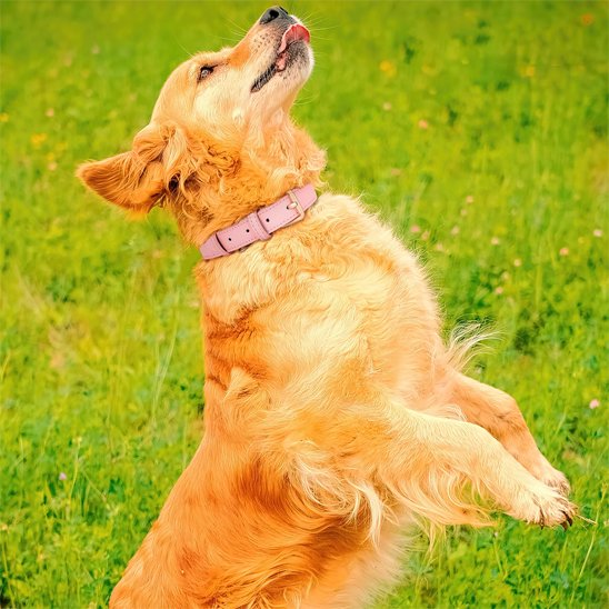 collier pour chien velar chien debout pattes arriere