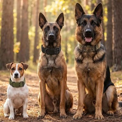 Collier tactique chien trois chien trois tailles