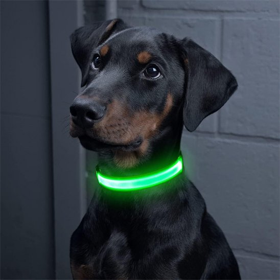 Colliers lumineux pour chiens assis regardent maitre