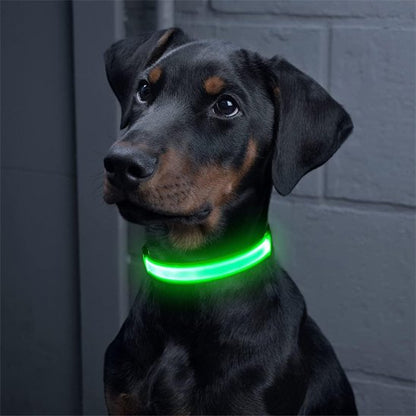 Colliers lumineux pour chiens assis regardent maitre