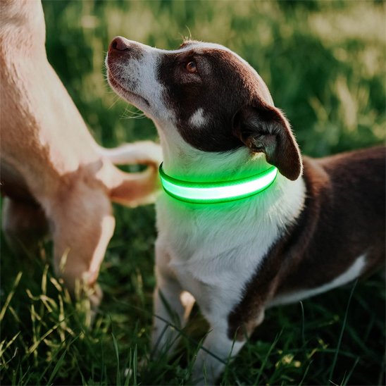 Colliers lumineux pour chiens avec collier verts