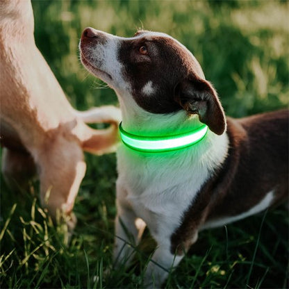 Colliers lumineux pour chiens avec collier verts