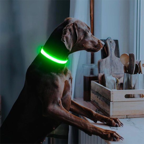 Colliers lumineux pour chiens regarde fenetre