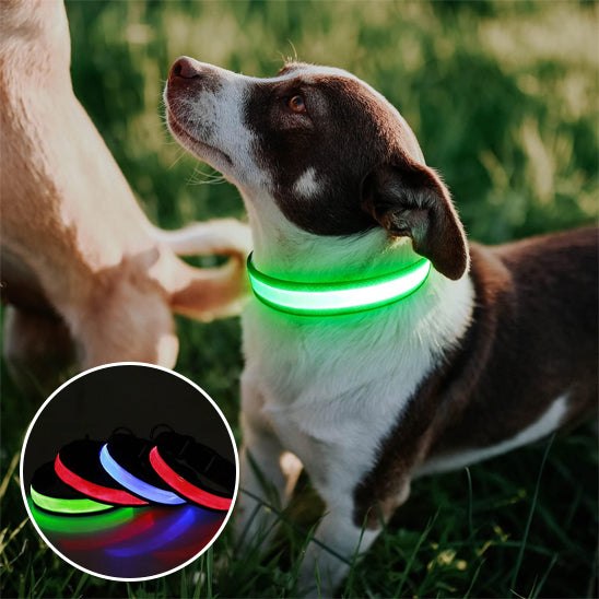 Colliers lumineux pour chiens trois couleurs