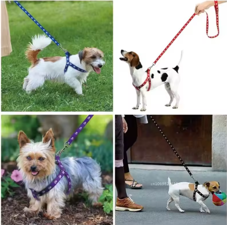 couleurs des harnais pour chien