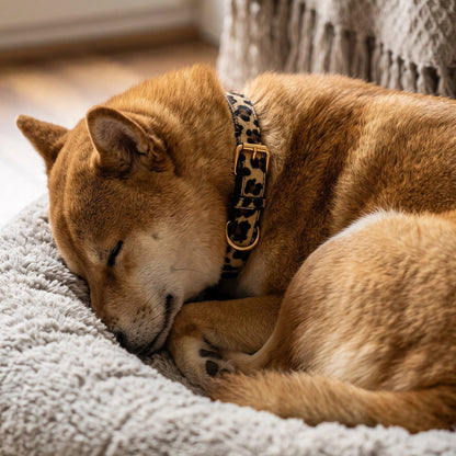 Dans panier chien endormi Collier Chien