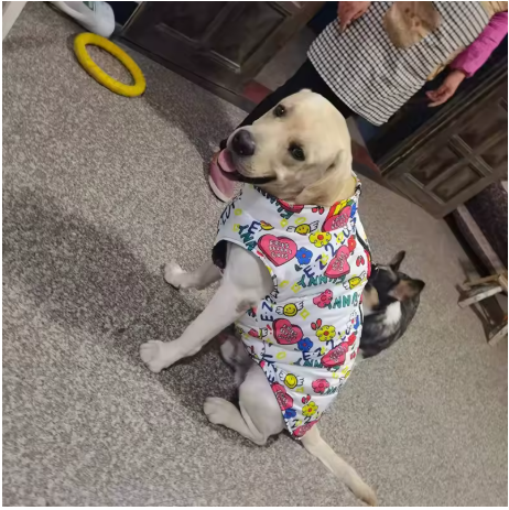 Design coloré imperméable pour chien