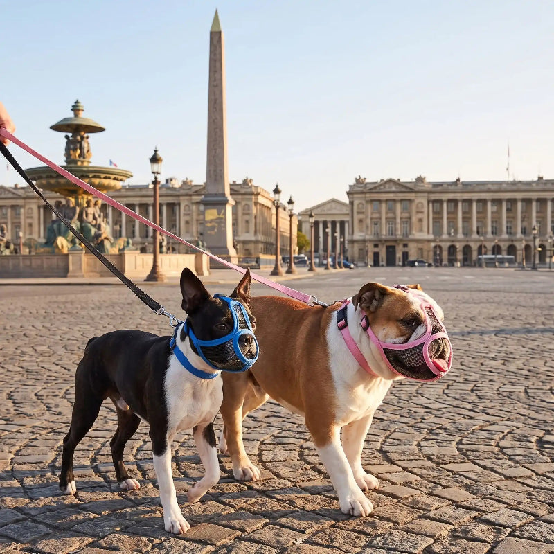 Deux chiens balade place concorde muselière pour chien brachycéphale
