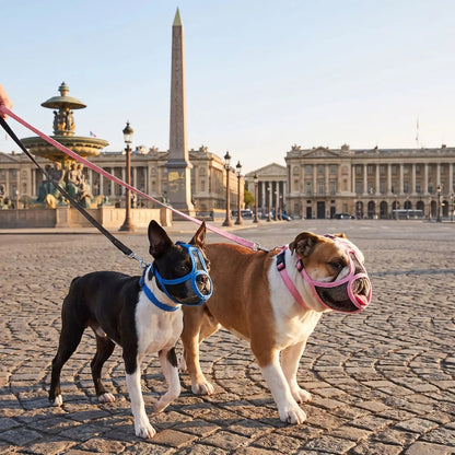Deux chiens balade place concorde muselière pour chien brachycéphale