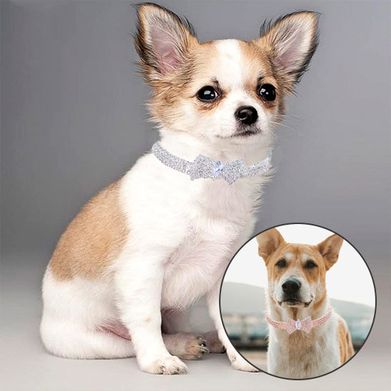 deux collier chien argent or rose