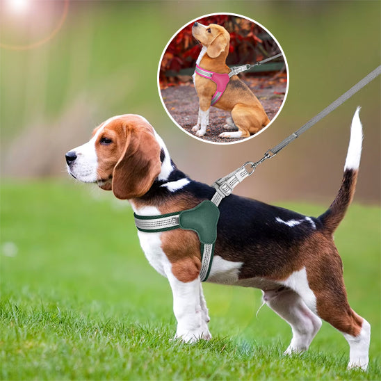 deux harnais pour chien