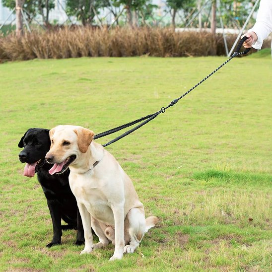 deux labrador tenu avec une laisse double pour chien