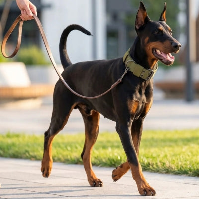 Dobermann balade collier tactique chien