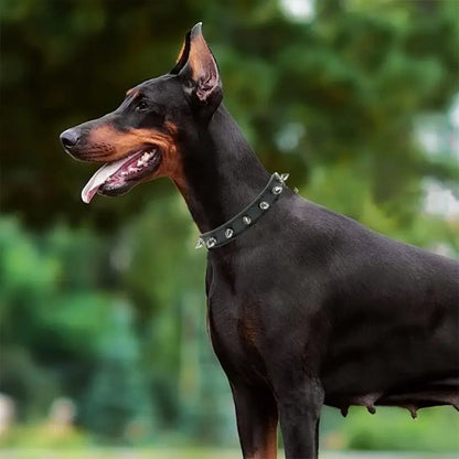 dobermann collier pour chien punk
