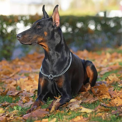 dobermann collier pour chien
