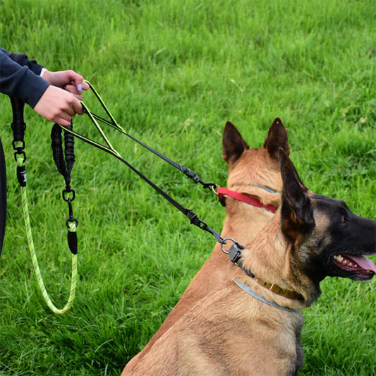 double laisse pour chien deux chiens